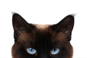 siamese cat with blue eyes peeking out